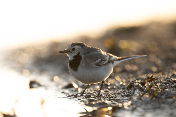 White Wagtail in pond in Morning - Photo, Image