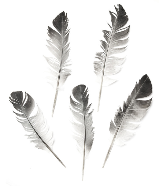 Plume d'oiseau sur blanc
 - Photo, image