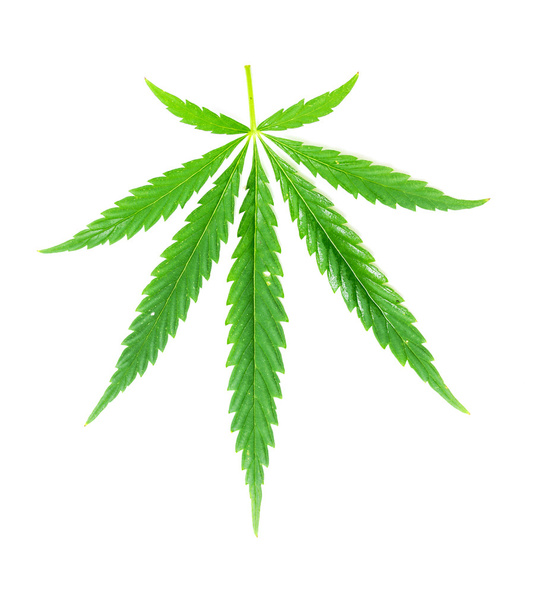 grünes Blatt Marihuana - Foto, Bild