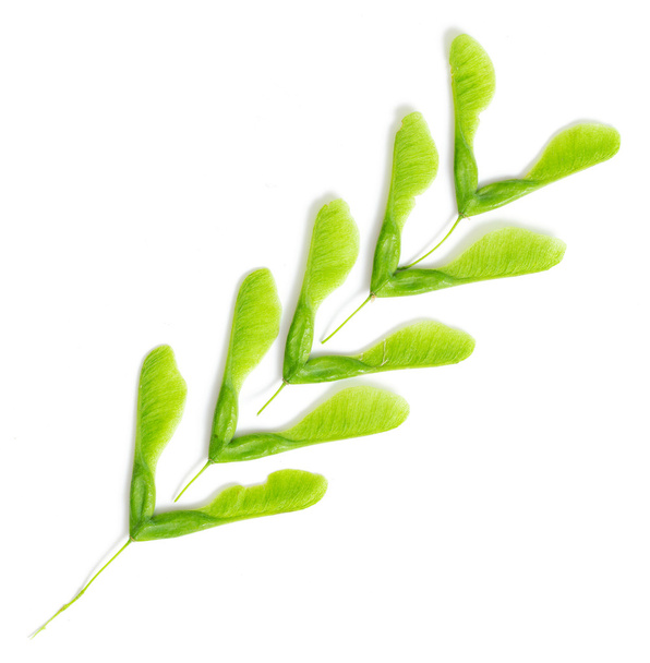 Groene esdoorn zaden geïsoleerd - Foto, afbeelding
