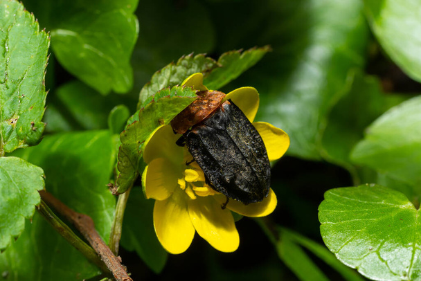 chrząszcz padlinowy - Oiceoptoma thoracica siedzi na żółtym kwiatku wczesną wiosną w lesie. - Zdjęcie, obraz