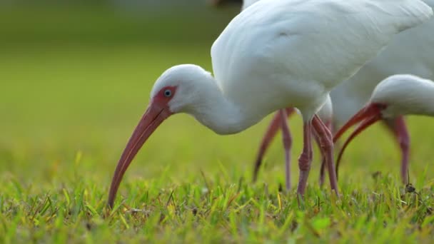 Fehér ibis vadon élő madarak, más néven nagy egret vagy gém séta és takarmány fű a városi parkban nyáron. - Felvétel, videó
