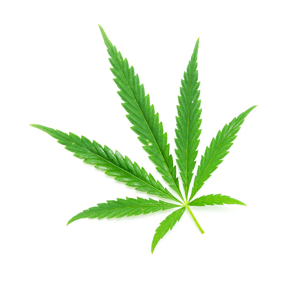 Зеленый лист марихуаны
 - Фото, изображение