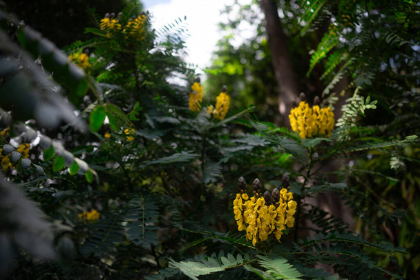 Tropikalna tapeta natury. Żółte kwiaty afrykańskiej senny lub masła orzechowego cassia na nleaves tła - Zdjęcie, obraz