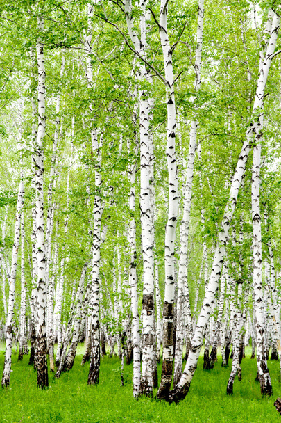 bouleaux blancs dans la forêt - Photo, image