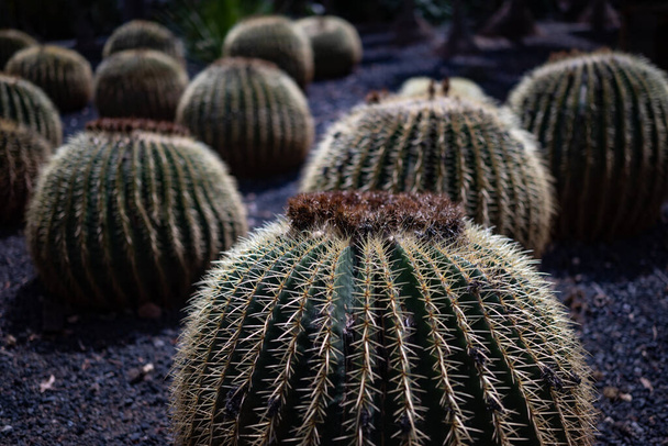 Többnyire elmosódott arany hordó kaktusz vagy echinocactus grusonii hildm. Anyósülés vagy aranygolyós kaktuszvirág. Kaktusz és virág kerek alakja. Ritka és veszélyeztetett növény. - Fotó, kép