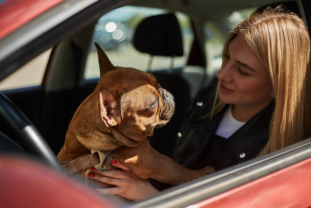 Dog lover traveling in a car with her favorite pet. Cheerful blonde woman sitting inside a vehicle with a French bulldog on her laps - Foto, Imagen