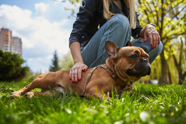 Cute brown bulldog puppy resting on the green meadow in a park. Owner playing with the dog outdoor - Foto, afbeelding
