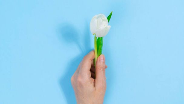 White natural fresh tulip in woman's hand. Blue background. Greeting card for birthday, mother's day, women's day or other occasion. Copy space. Flat Lay. - Photo, Image