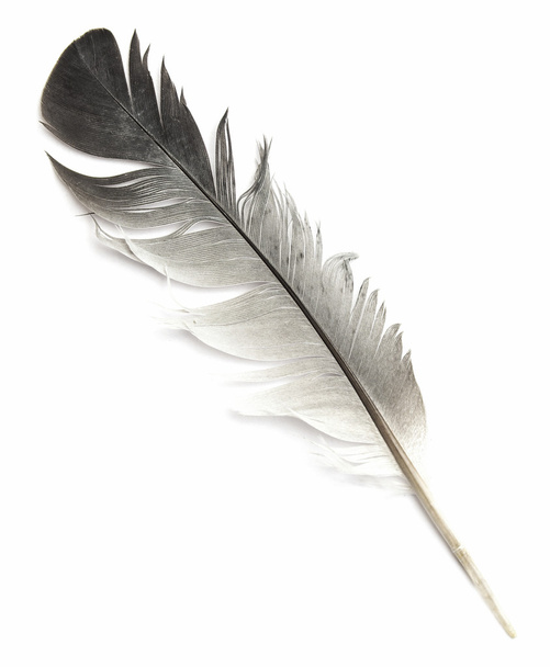 La pluma del pájaro sobre blanco
 - Foto, Imagen