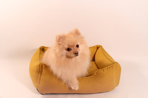 portrait of a cute pomeranian spitz dog, isolated against the background - Foto, immagini