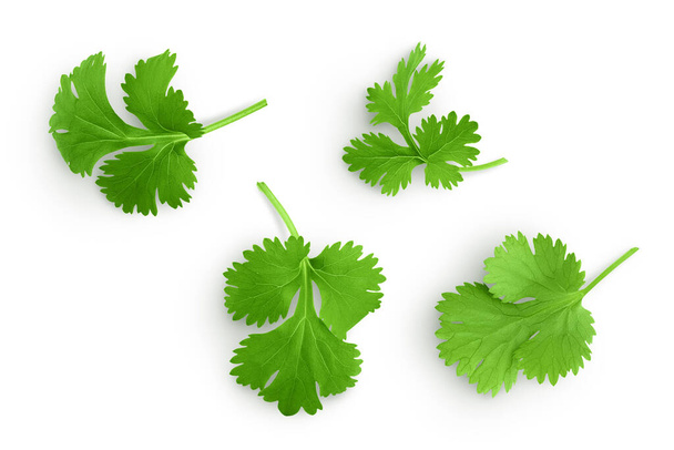 Coriander leaf isolated on white background. Top view. Flat lay. - Foto, imagen
