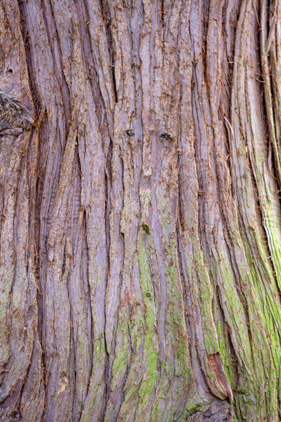 Trunk of Thuja plicata also known as western redcedar. Western arborvitae bark close up. - Photo, Image