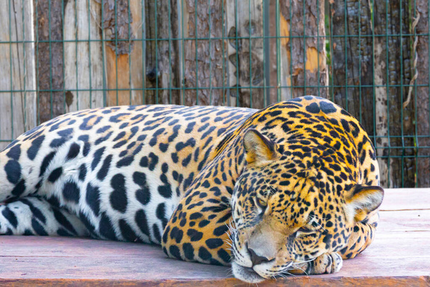 Wild Jaguar (Panthera onca) muotokuva ja valikoiva keskittyä syvyyteen hämärtää, tunnetaan nimellä "onca pintada" - Valokuva, kuva