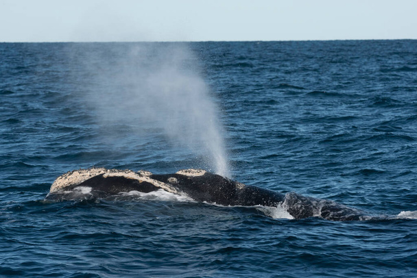 Sohutern pravá velryba dýchání, poloostrov Valdes, Patagonia, Argentina - Fotografie, Obrázek