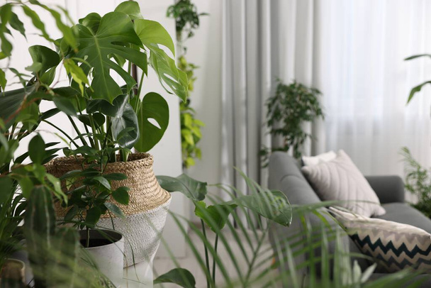 Many beautiful potted houseplants and furniture in room. Interior design - Foto, imagen