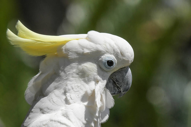 Elszigetelt fehér kakadu a madárkertben négyesben - Fotó, kép