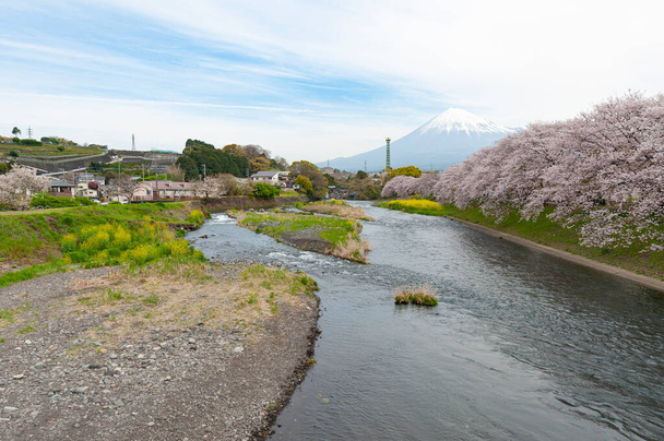 Drzewa wiśni podszewka rzeki Urui w Fuji City z majestatyczną górą Fuji w tle. - Zdjęcie, obraz