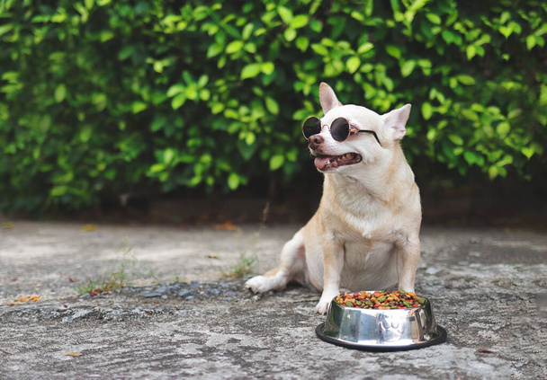 Portré aranyos barna chihuahua kutya visel napszemüveg ül cement padlón kutyaeledel tál a kertben.  - Fotó, kép