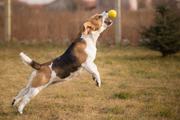 Pies gończy pies łapanie piłki w skok - Zdjęcie, obraz