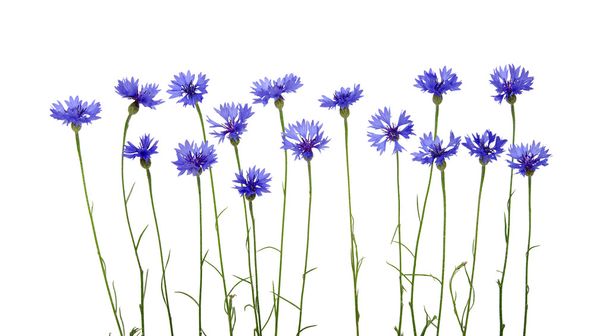 blue cornflower - Foto, immagini