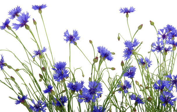 flor de milho azul
 - Foto, Imagem