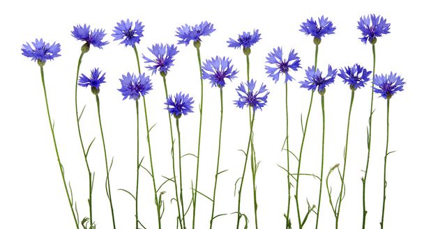 blue cornflower - Foto, afbeelding