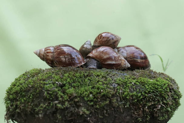 Escargots colonies are foraging on the moss-covered ground. This mollusk has the scientific name Achatina fulica. - Photo, Image