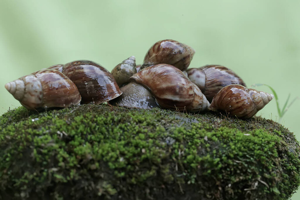 Escargots colonies are foraging on the moss-covered ground. This mollusk has the scientific name Achatina fulica. - Photo, Image