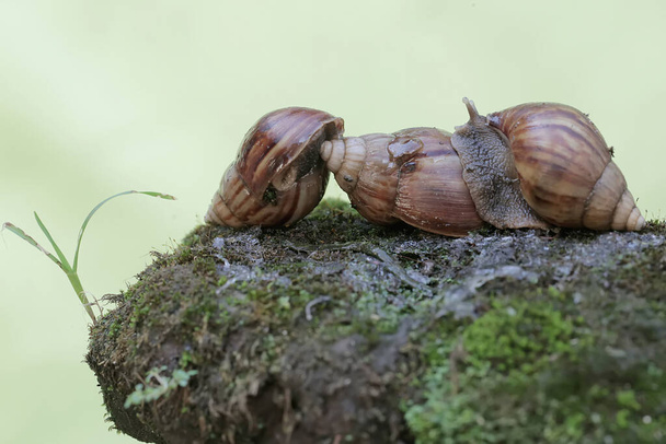 Escargots Kolonien sind auf dem moosbedeckten Boden auf Nahrungssuche. Dieses Weichtier trägt den wissenschaftlichen Namen Achatina fulica. - Foto, Bild