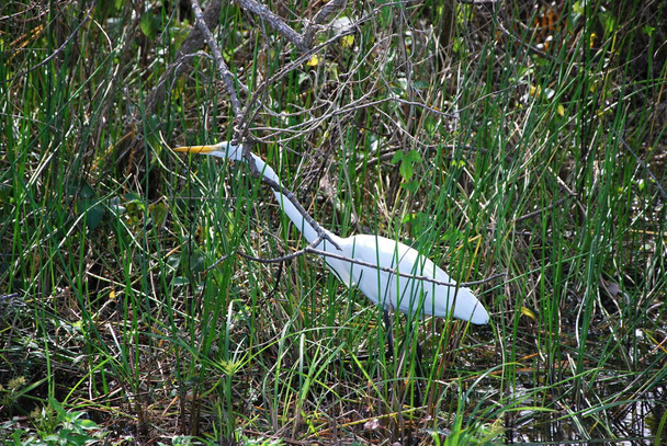 Bird in Everglades National Park, Florida - Photo, Image