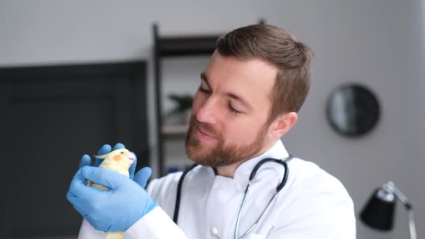 Portrait of a happy positive veterinarian holding a yellow parrot. Love for pets. Professional veterinarian.  - Footage, Video