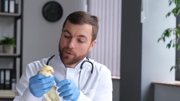 A parrot with a yellow feather is examined in a veterinary clinic by a veterinarian of European appearance. Pet care. Timely treatment of animals - Footage, Video