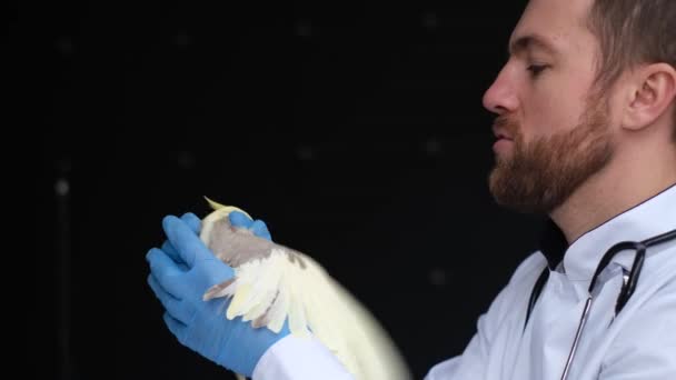 A young bearded veterinarian and a yellow parrot on examination on the background of a black wall. A parrot in the veterinarians arms flaps its wings. - Footage, Video