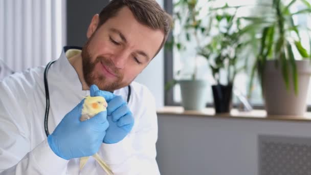 A male veterinarian gently plays with a feathered yellow parrot. Poultry is examined by a veterinarian. Love for animals - Footage, Video