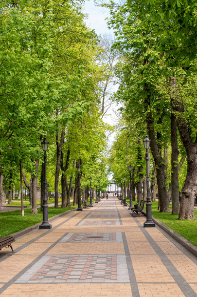 5月のキエフの公園内の路地. - 写真・画像