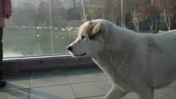 Velký zatoulaný pes kráčí za mrazivého dne po mostě míru v Tbilisi a zvědavě se dívá na kameru na konci videa. Chromý špinavý zvíře bezdomovec spěchá po ulici.  - Záběry, video