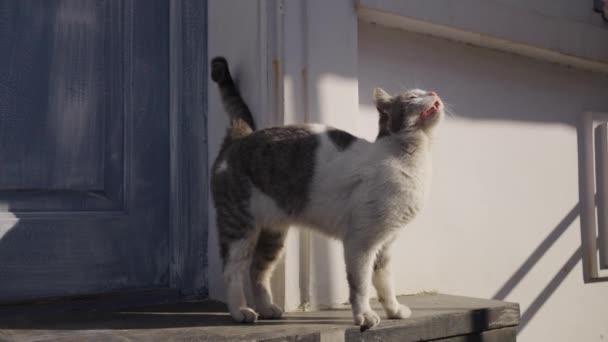 Gato delgado hambriento está en el umbral de la casa en la calle y ruega por la comida de la amante. Mujer alimentando a una mascota hambrienta, mostrando cuidado - Metraje, vídeo