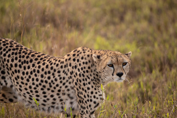 An early morning cheetah walks through the savannah in a national park photographed on a safari in Kenya Africa - Zdjęcie, obraz