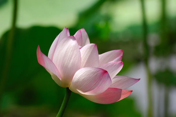 Lotus flower - Foto, Imagen