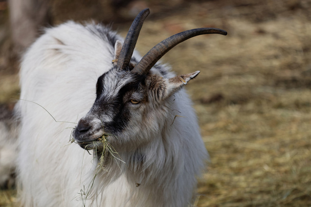 White goat shewing - Photo, Image