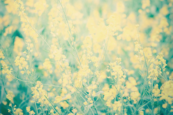 Lindas flores amarelas - Foto, Imagem