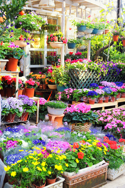 üvegházban eladó virágok - Fotó, kép