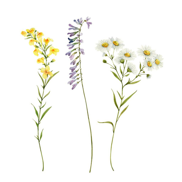 Gyengéd vadvirágok, akvarell illusztráció készlet. - Fotó, kép