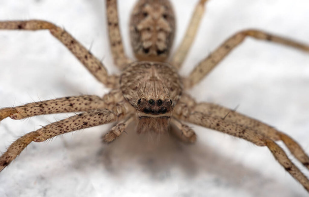 Macro photography of a wolf spider on a white wall. - Photo, Image