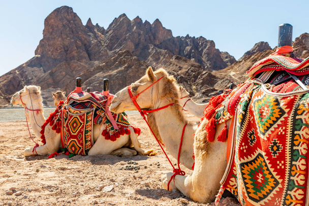 Camellos montados enganchados descansando en el desierto, Al Ula, Arabia Saudita - Foto, imagen
