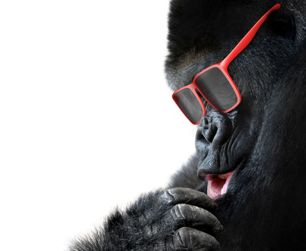 Unusual animal fashion, closeup of gorilla face with red sunglasses - Photo, Image