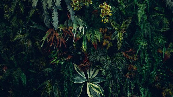 Een achtergrond met een abstract design en een close-up textuur van groene bladeren., tropisch blad en natuur concept., donkere toon. - Foto, afbeelding