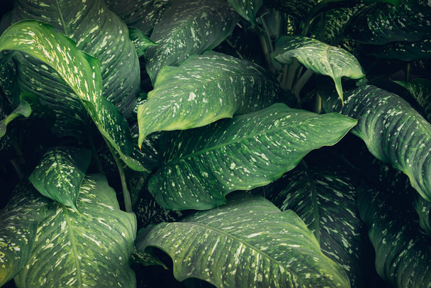 A background with an abstract design and a close-up texture of green leaves., tropical leaf and Nature concept.	 - Fotoğraf, Görsel