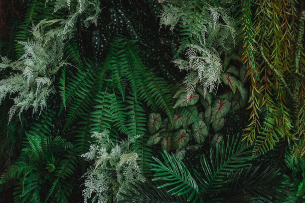 Primer grupo de fondo hojas verdes tropicales textura y fondo abstracto. Concepto de naturaleza de hoja tropical.  - Foto, imagen